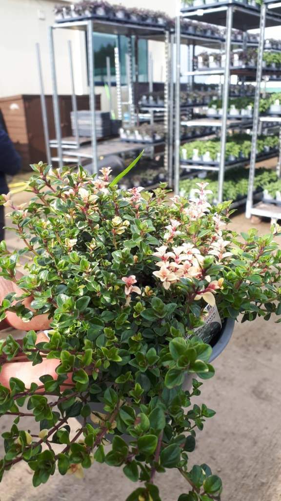 Shell's plants Herbs