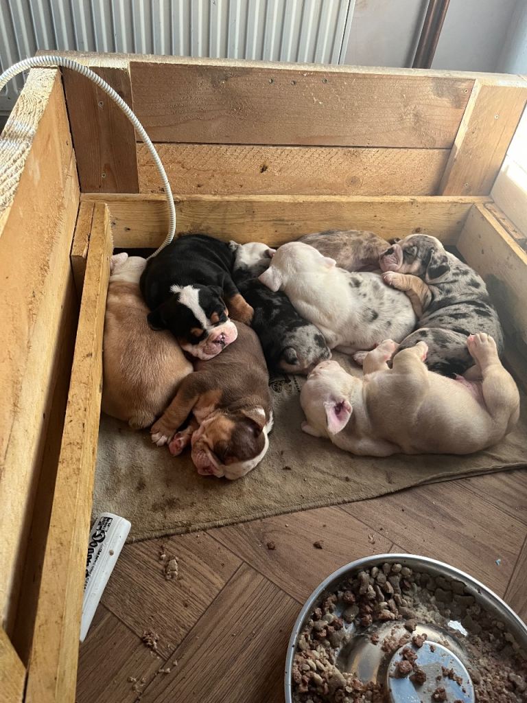 English bulldog pups for sale 