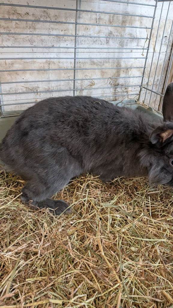 Female lion head bunny 