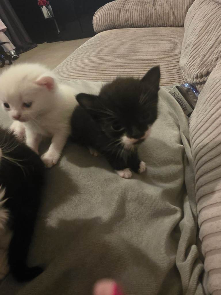 Kitten 