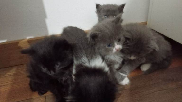 Maine Coon X Ragdoll cross kittens