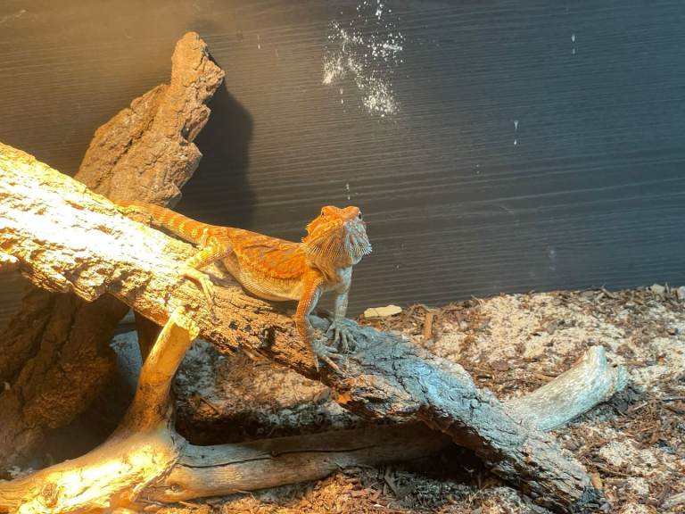 5 Months female bearded dragon 