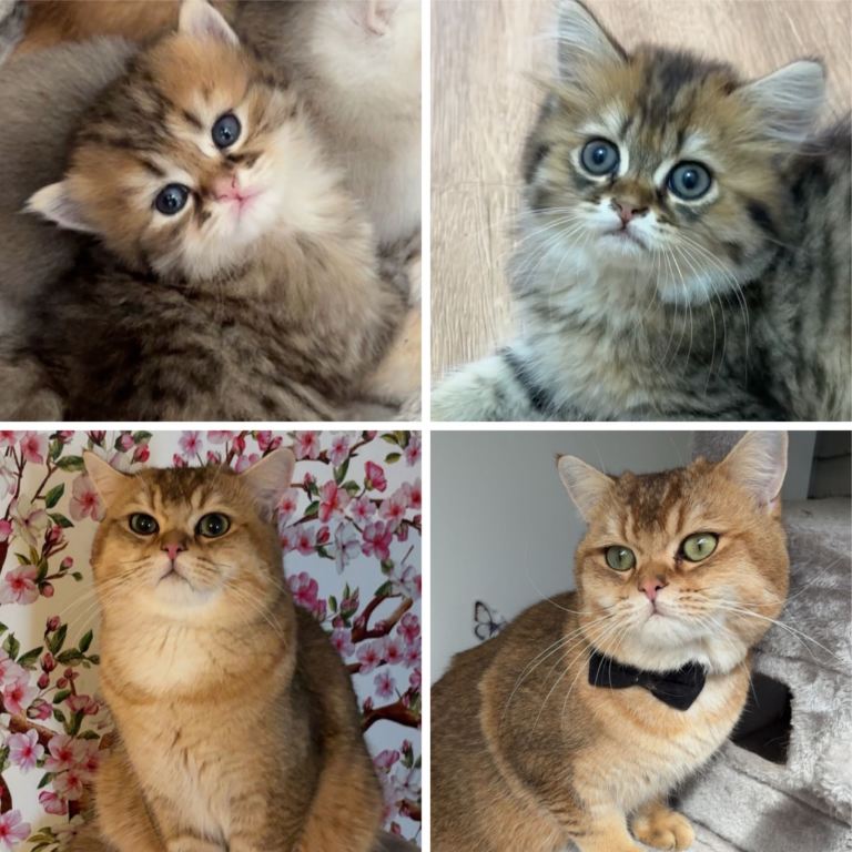Gorgeous British Shorthair Father & His Kitten Son Looking for a Loving Home.