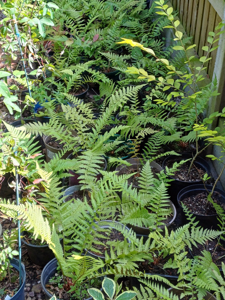 Young fern plants