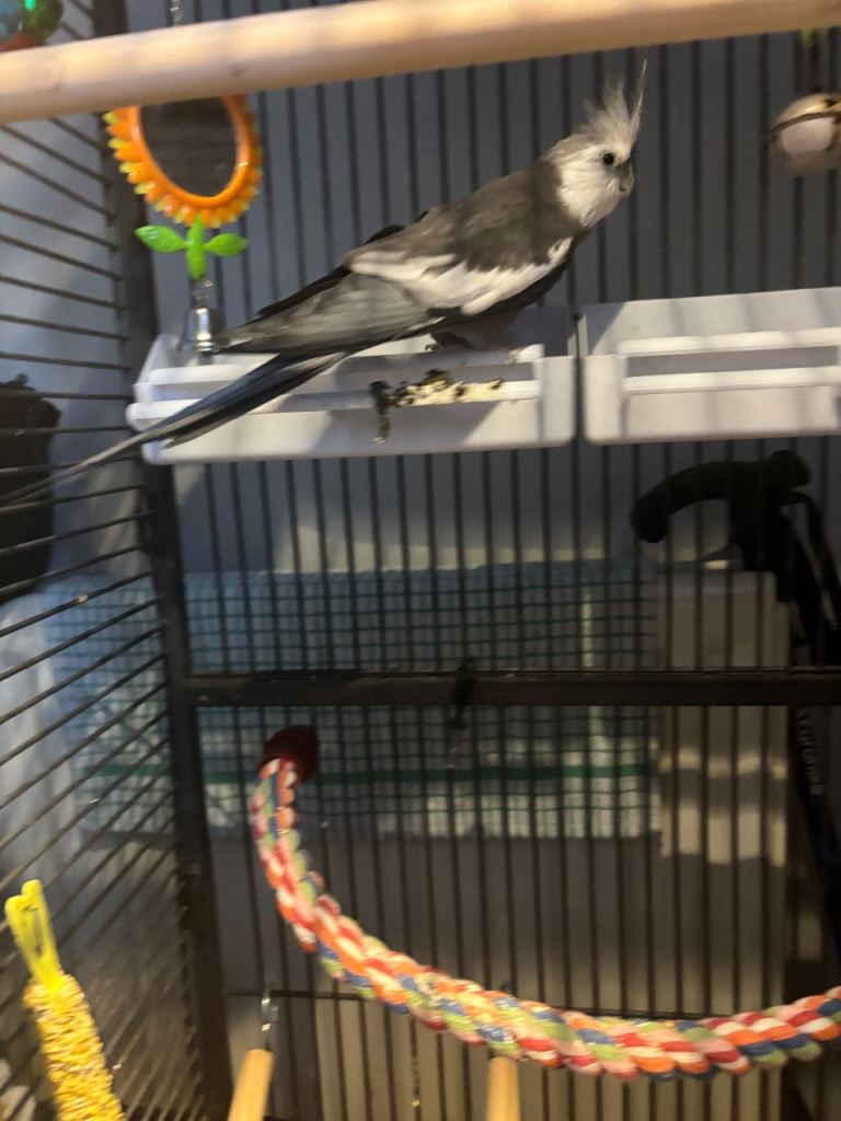 Cockatiel