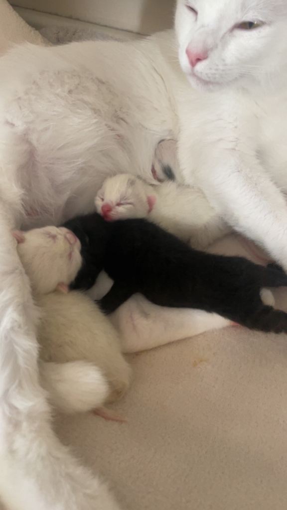 Domestic mix breed kittens for sale
