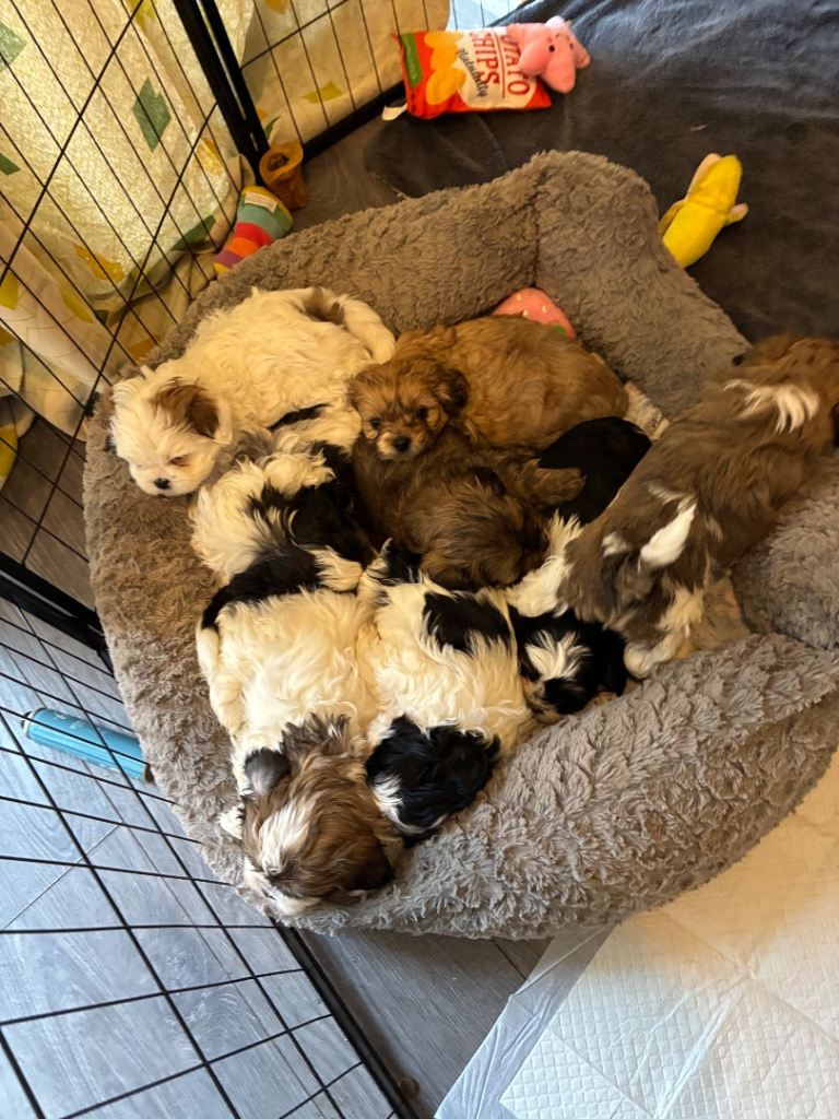 Shihpoo puppies 