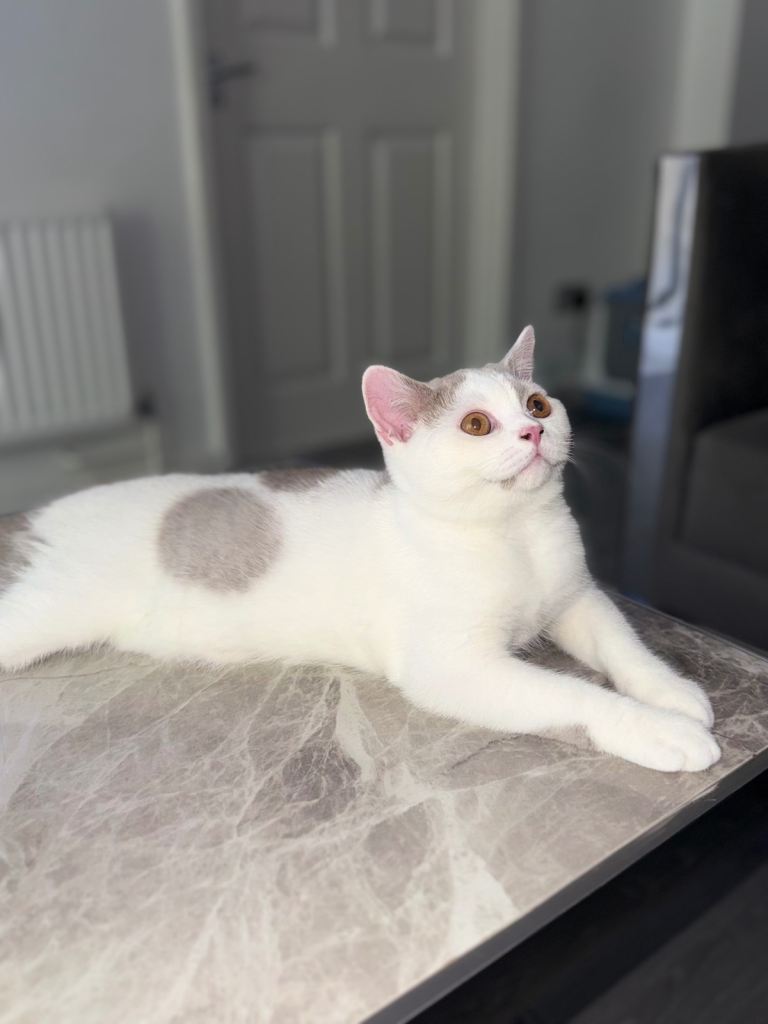 British shorthair kitten for sale 