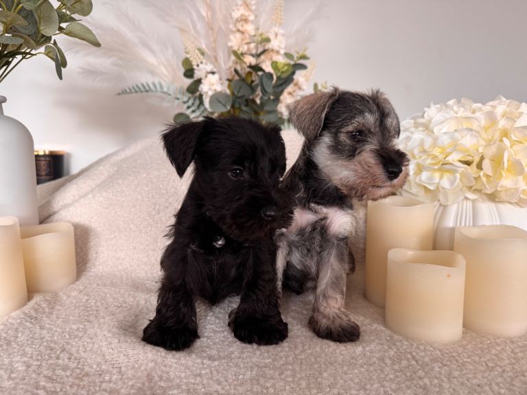 Miniature schnauzers 