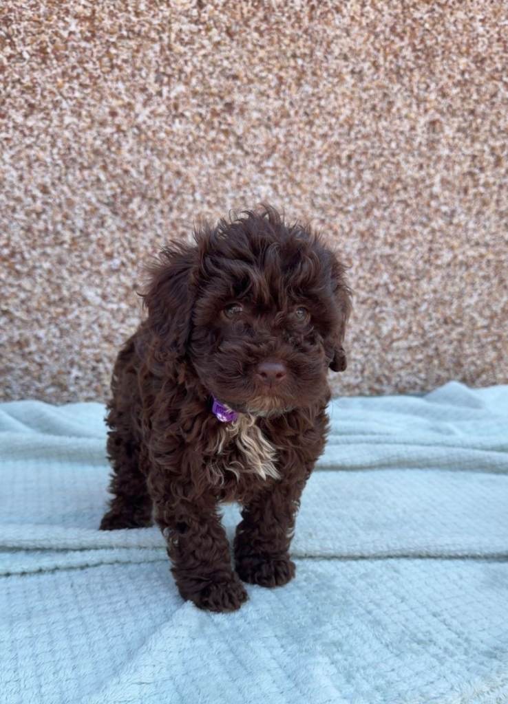 F1b Cockapoo Puppies