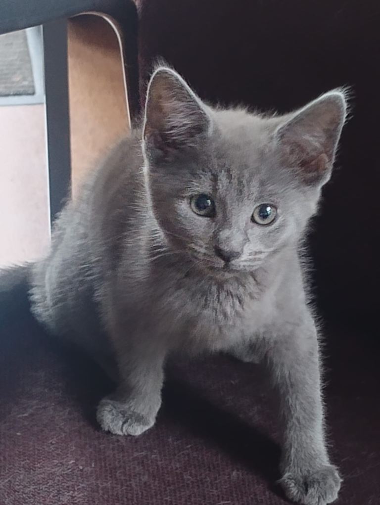 Nebelung kittens