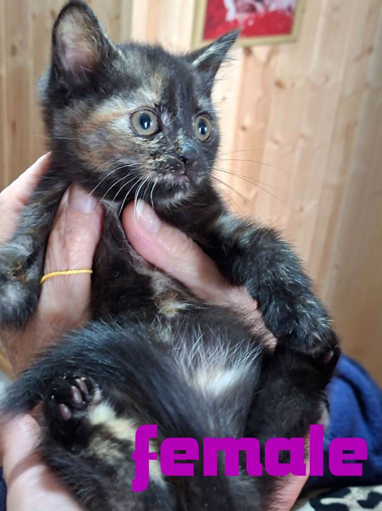 Cats/ mixed 
