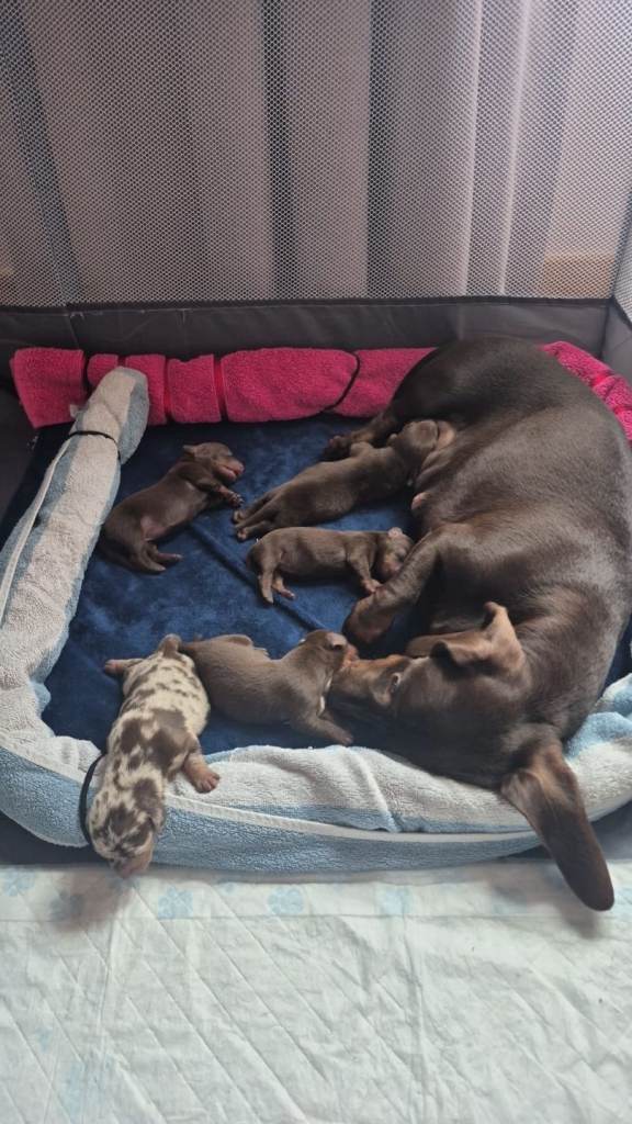 Beautiful Dachshund Puppies