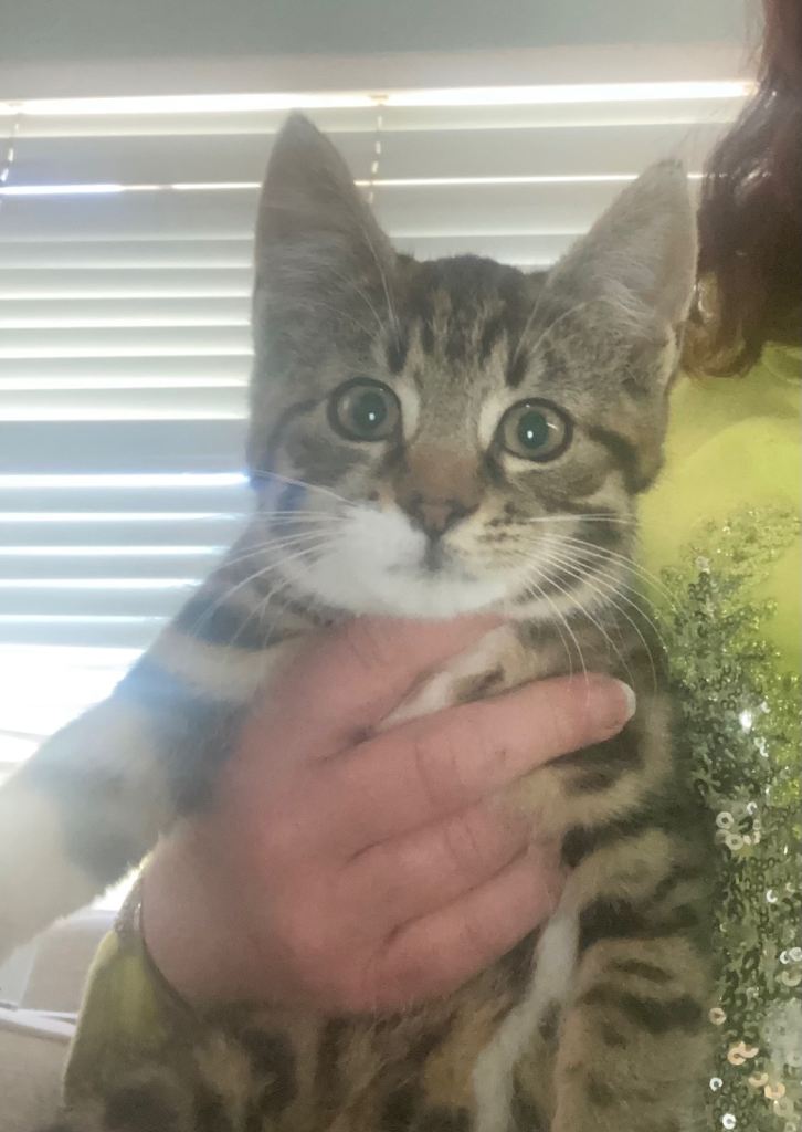 Kittens