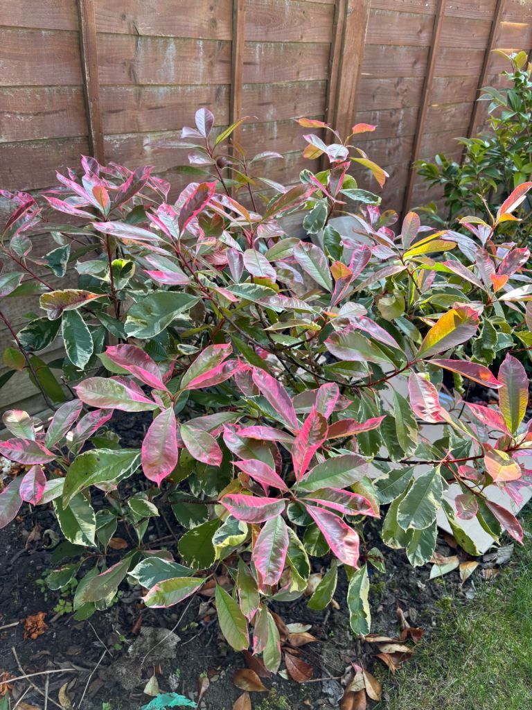 Photinia Red Robin 