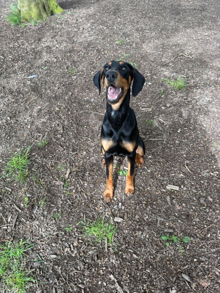 Doberman puppy 
