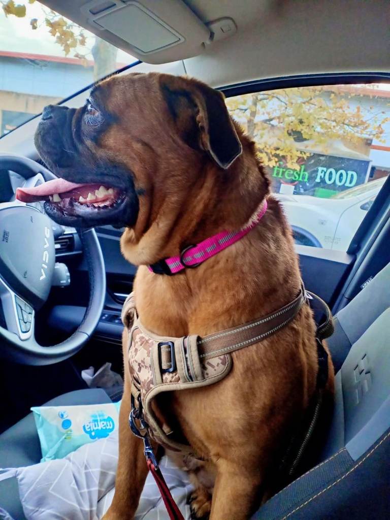 I got a full boxer dog for sale 