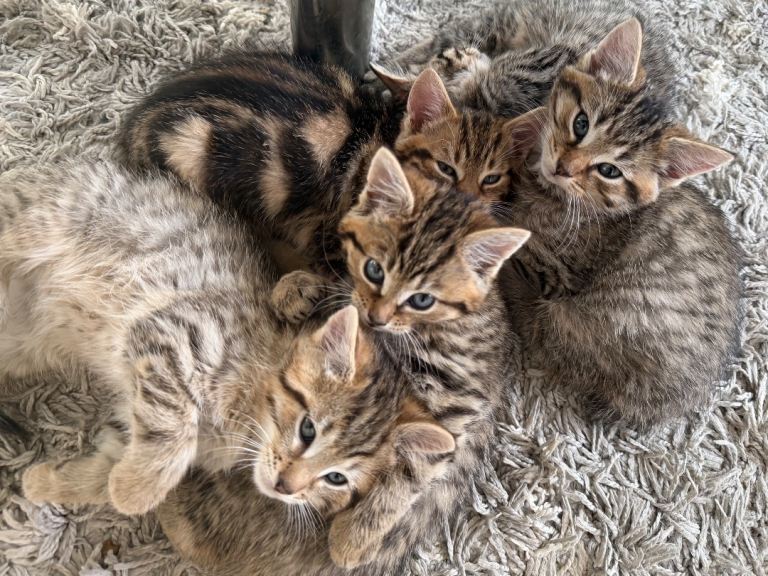 3 beautiful Tabby kittens - mixed litter 