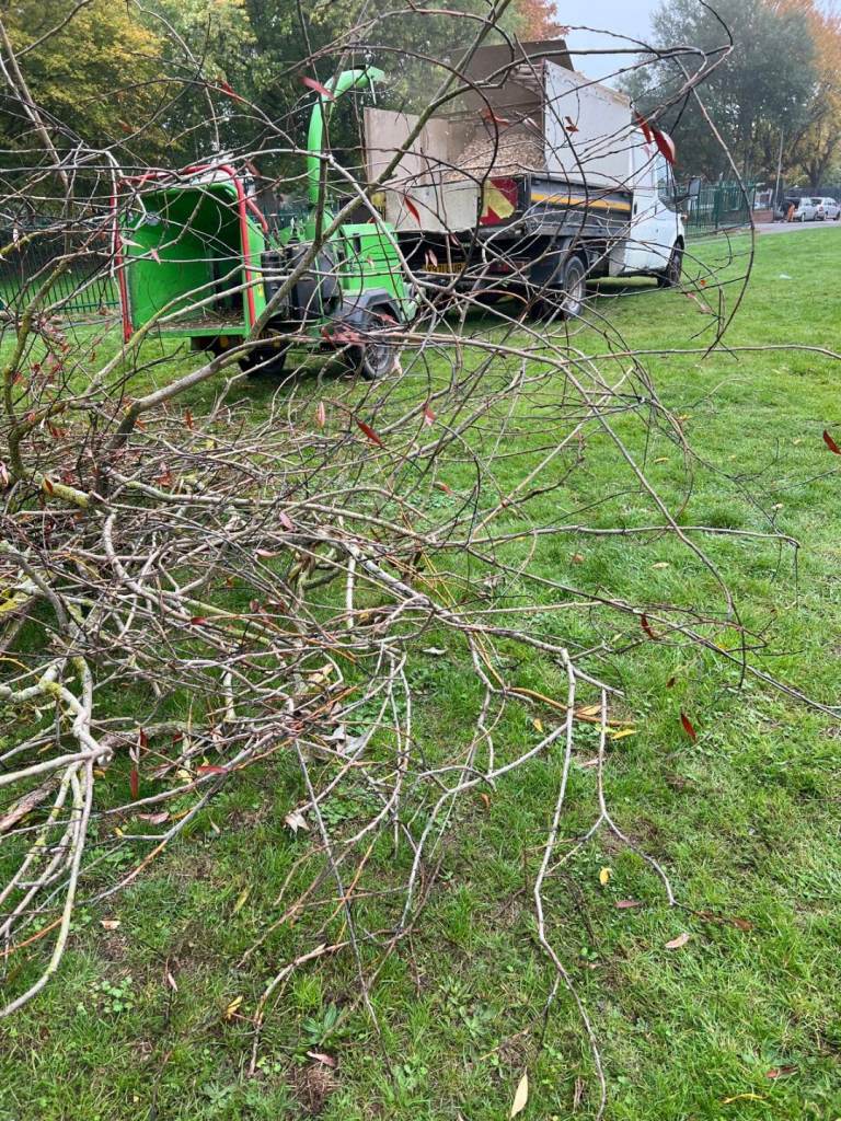 Tree cutting, hedge, garden work 