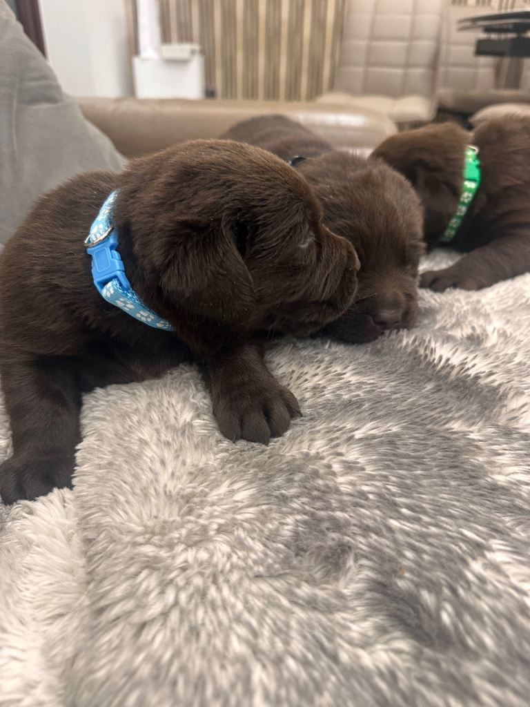 Chocolate Labrador Puppies All reserved 