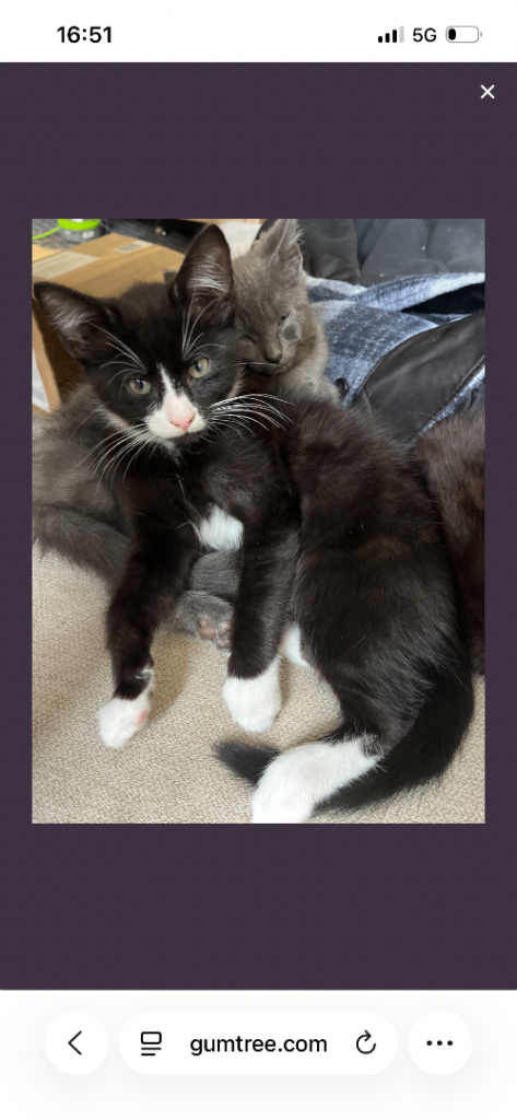 Kittens
