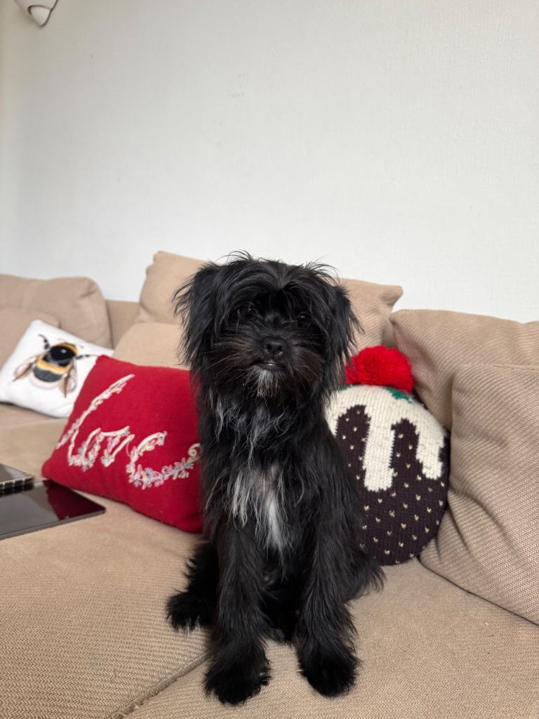Adorable 6-Month Patterpoo Girl – Hypoallergenic