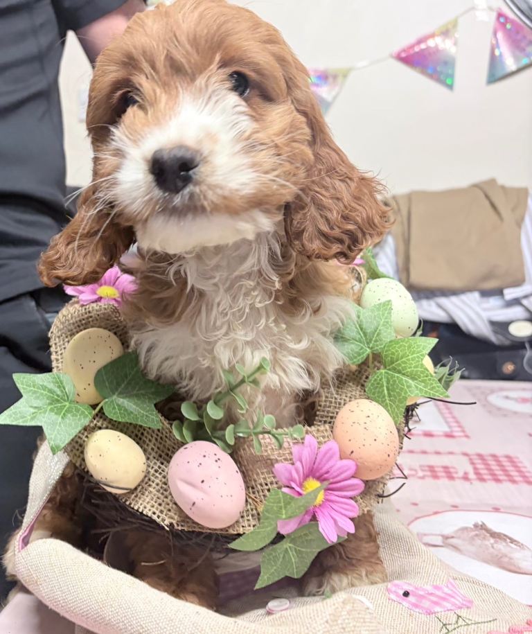 Cockapoo Pups
