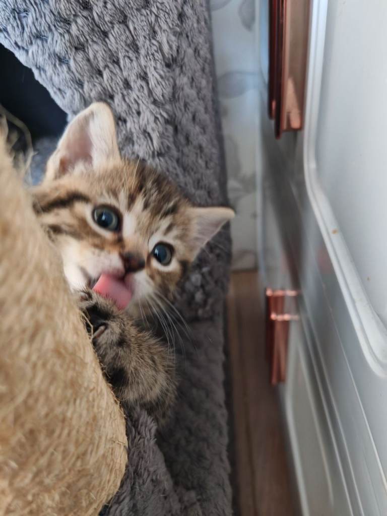 🐾❤️ 7 BEAUTIFUL KITTENS LOOKING FOR THEIR FOREVER HOMES ❤️🐾