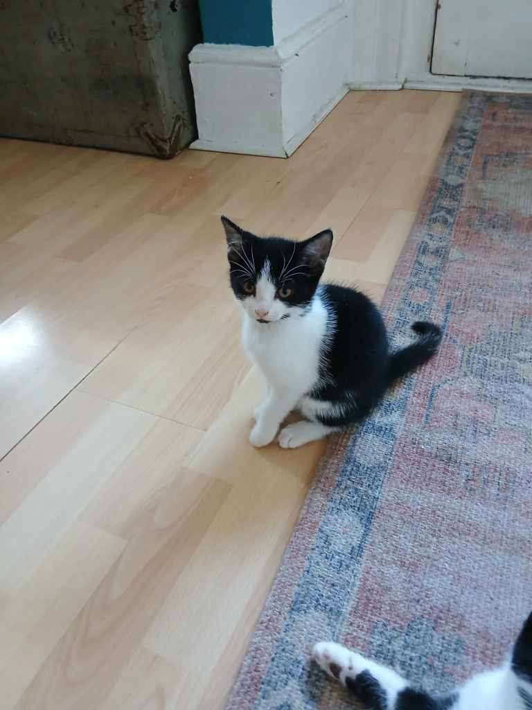 🐱 1 x Male Kitten and 1 x Female left 🐱