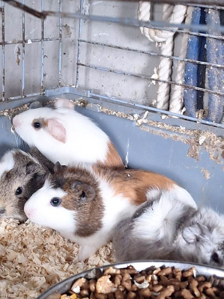 Baby guinea pigs 