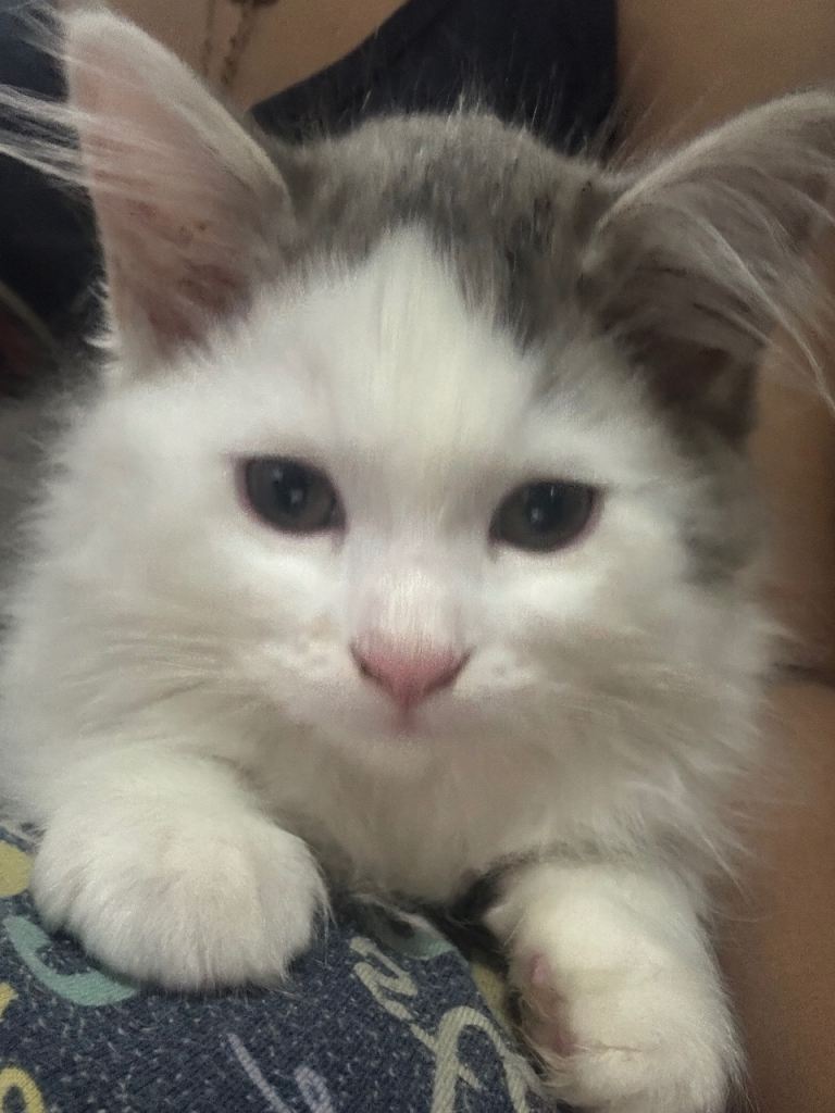 Ragdoll and Persian mixed kittens 
