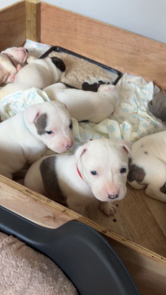 Staffordshire bull terrier puppies 