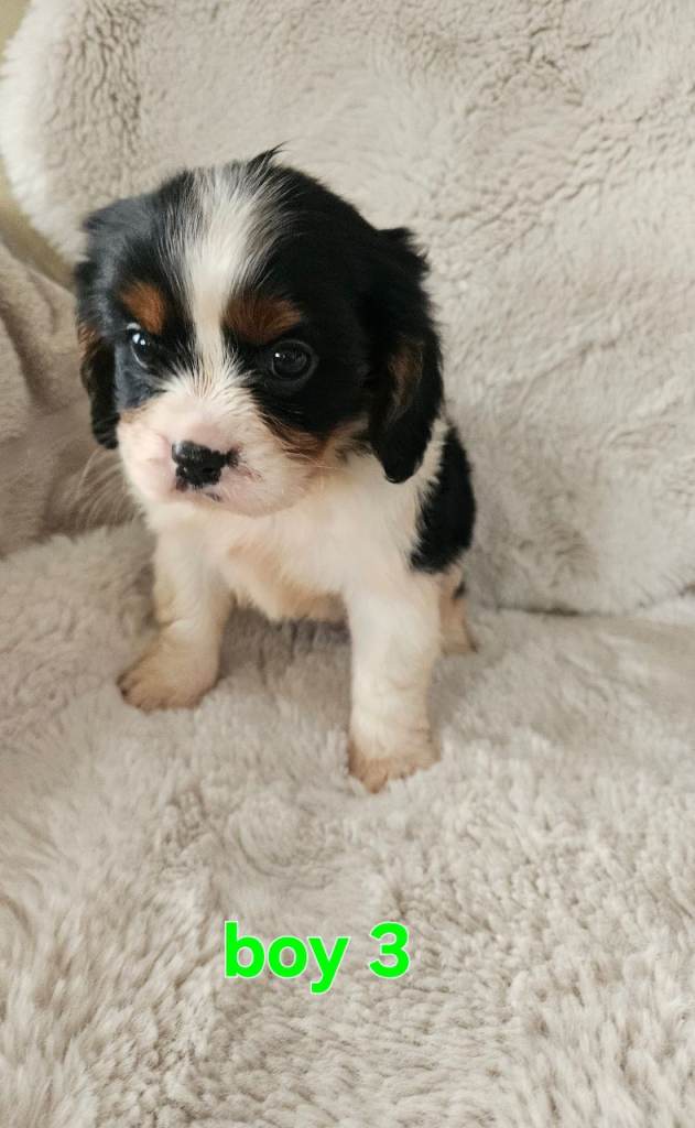King charles cavalier puppies