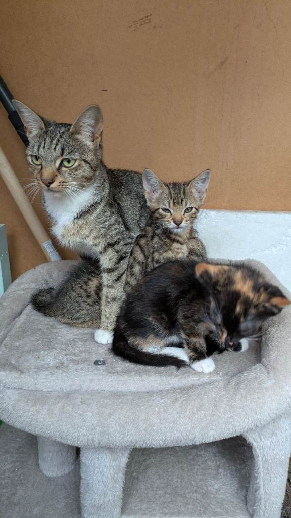 1 female kitten available
