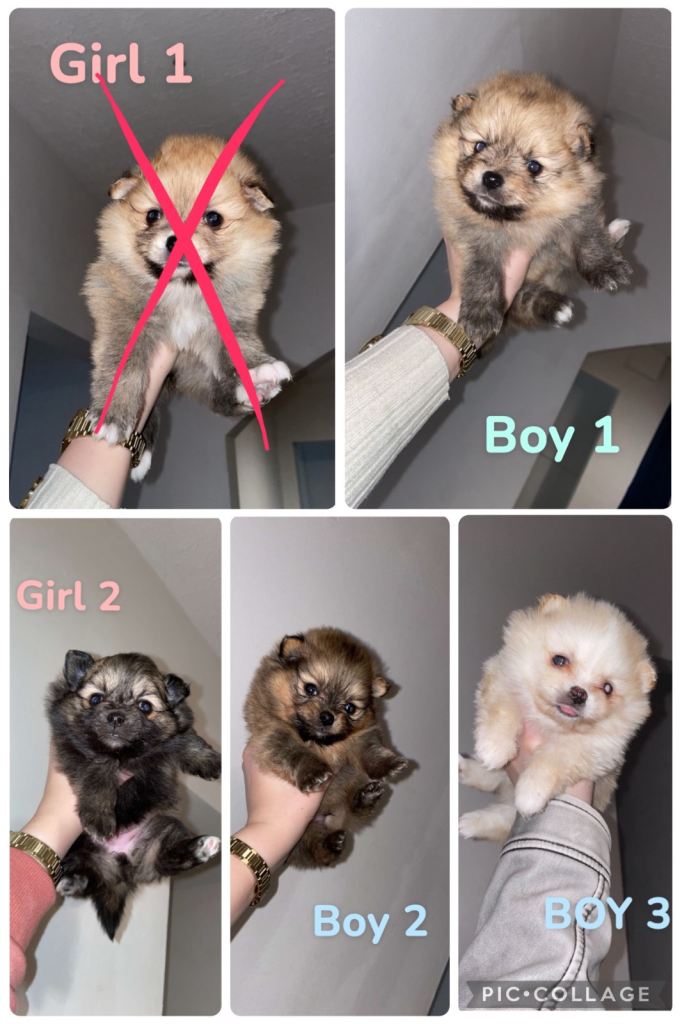 Pomeranian puppies😍