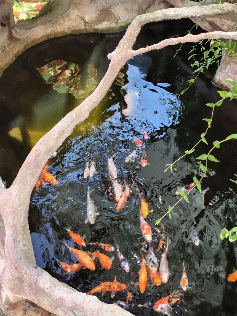 Koi fish for sales 