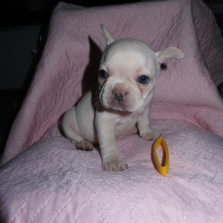French Bull Dog Puppies 