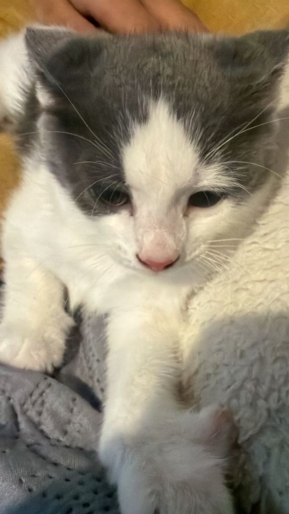 Maine coon kittens (read description before messaging)