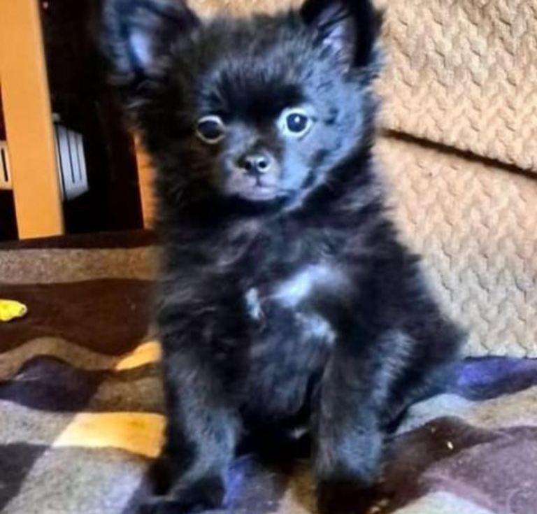 Pomeranian cross Pug