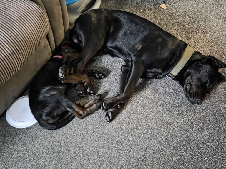 2 dogs