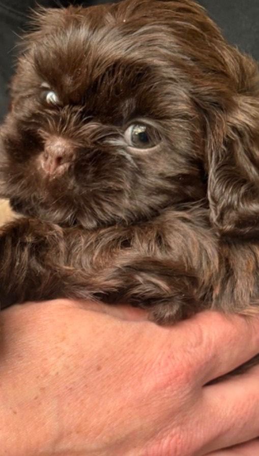 Chocolate pure breed Shihtzu