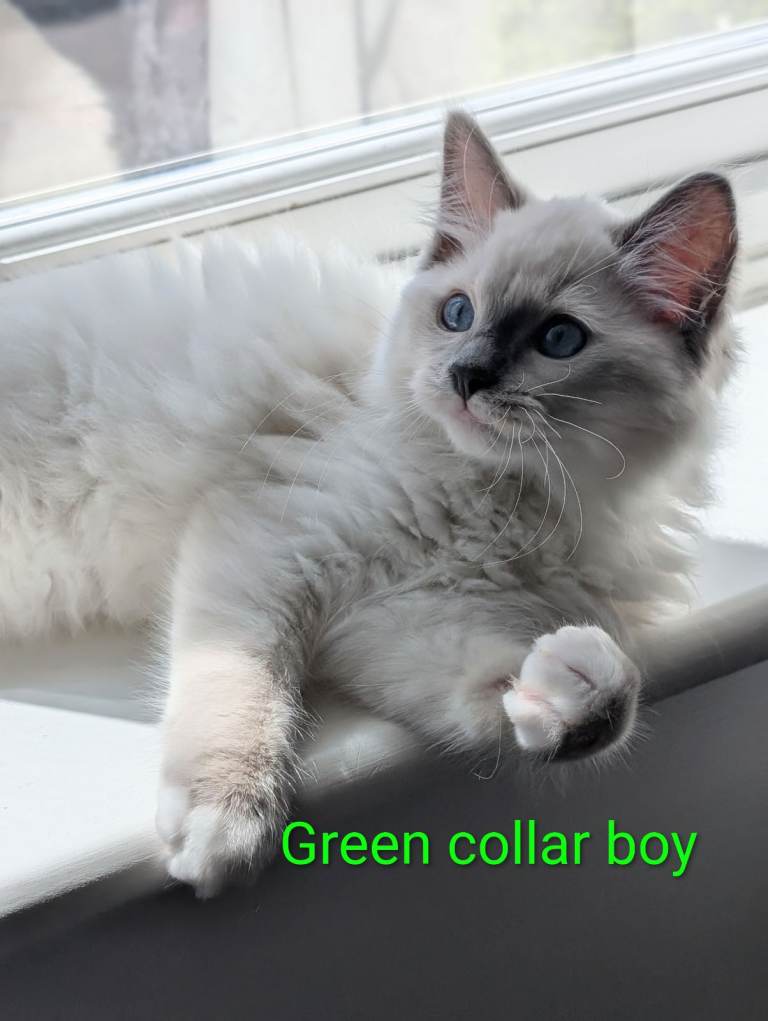 Ready now Registered Ragdoll kitten 
