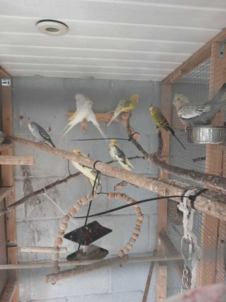 Budgies for sale