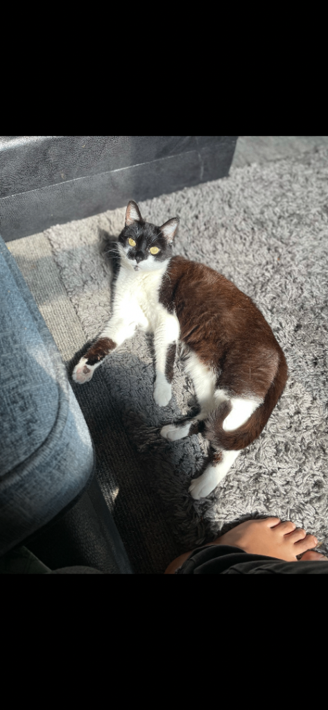 Loving cat needing new home 