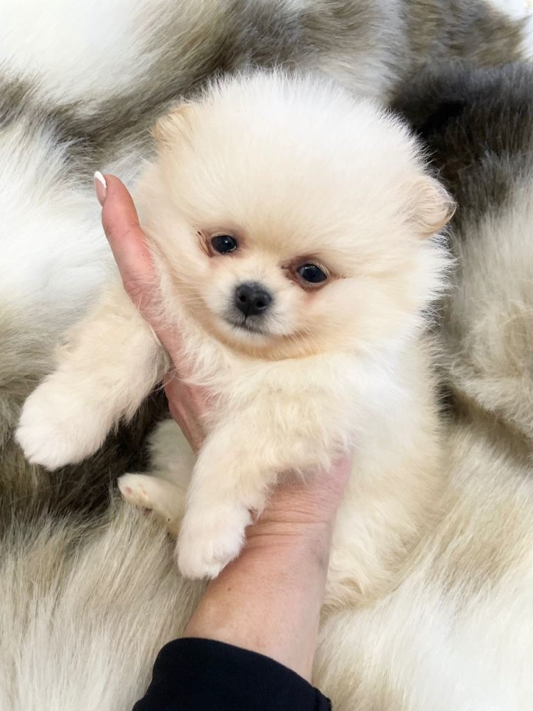 STUNNING KC POMERANIAN PUPPIES