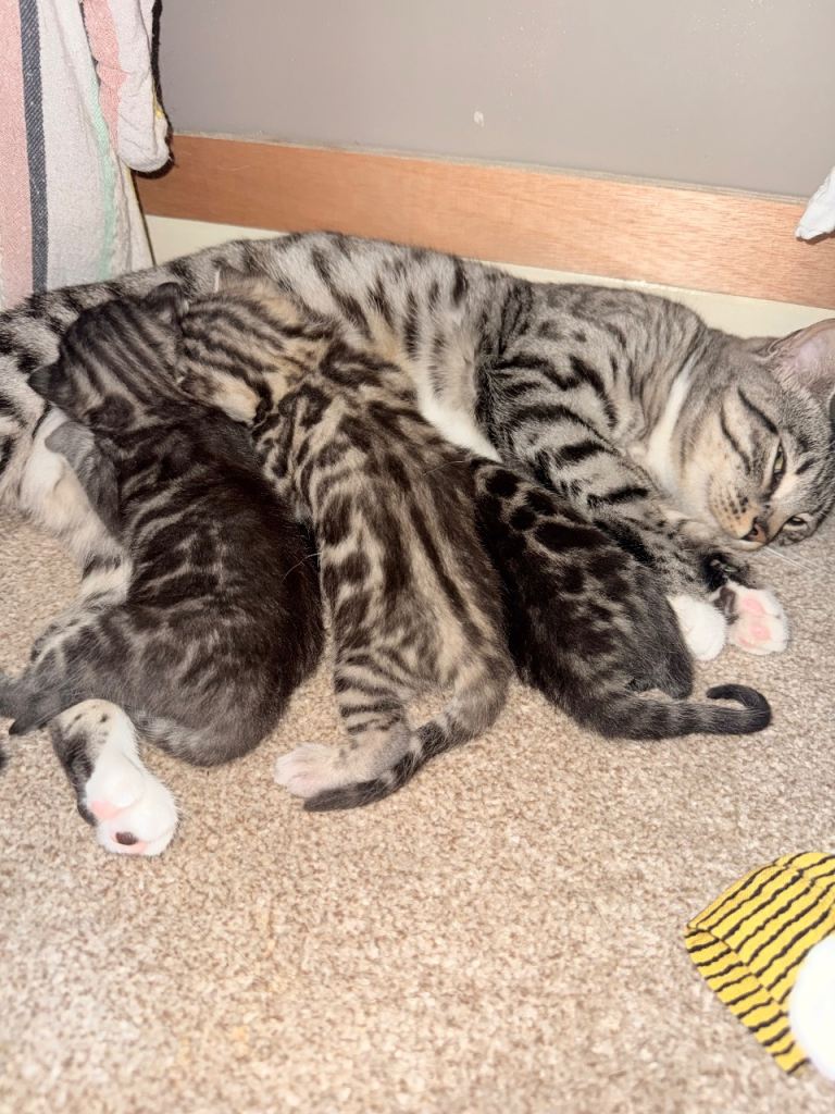 Bengal kittens for sale