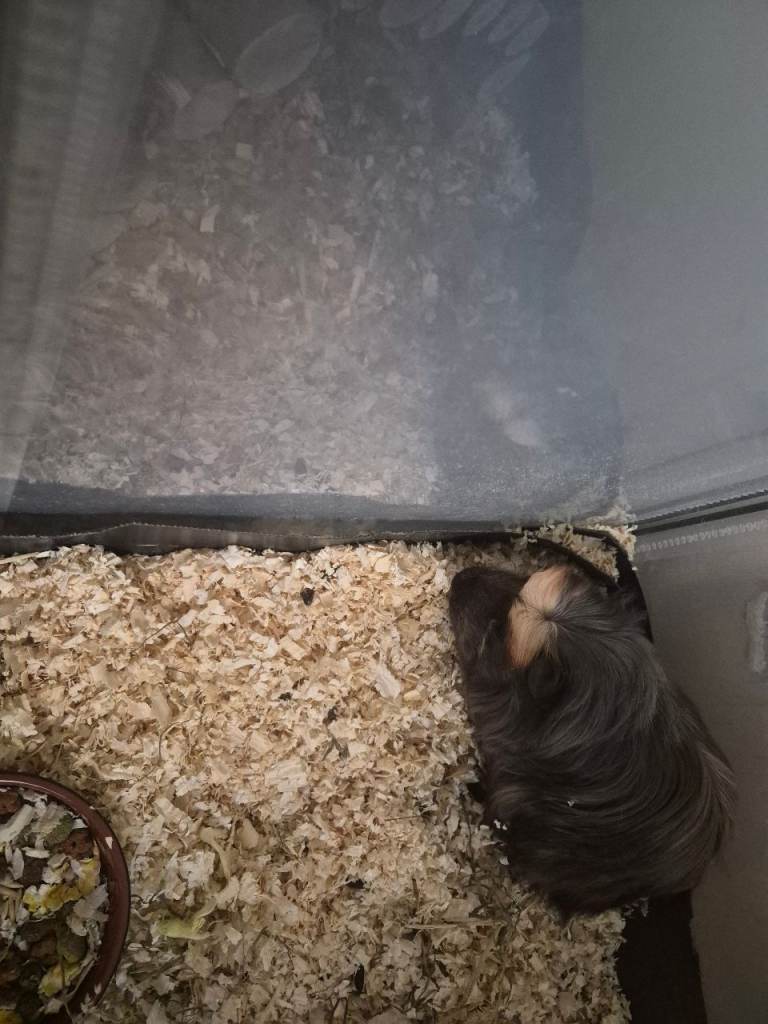 Bonded male