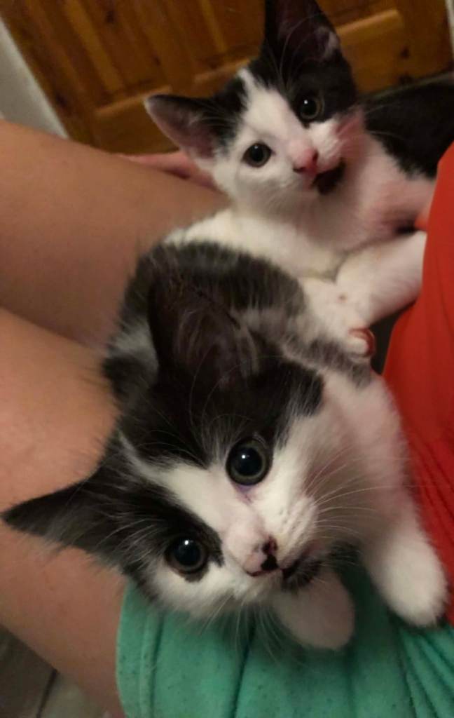 kittens 