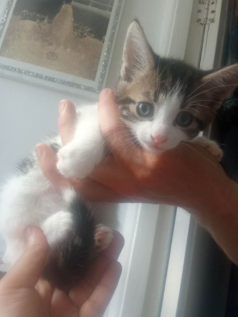 Kittens for sale 