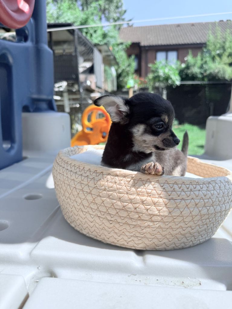 Chichuahua puppies 